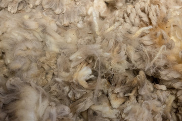 shorn fleece ready for classing