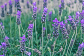 Flores de Lavanda