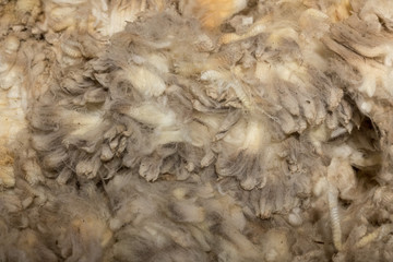 shorn fleece ready for classing