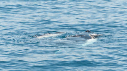 Naklejka premium Humpback whale mother and calf, Kimberley coast, Australia