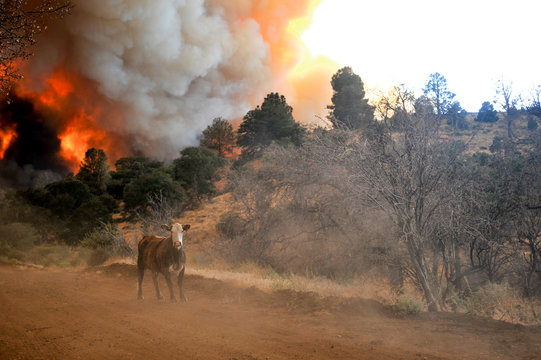 Wildland Fire