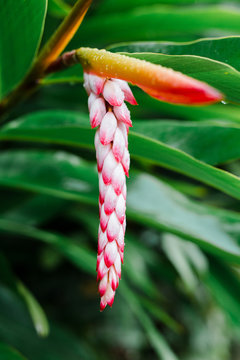 Shell Ginger Alphinia Plant in Hawaii