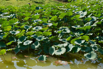 Obraz na płótnie Canvas Blooming water lilies on the lake in the Park