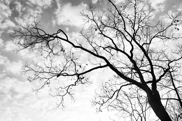 dead tree on black and white cloudy sky background