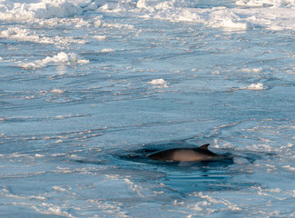 Antarctic Minke Whale surfacing through sea-ice, Antarctica