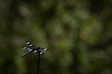 Black and white dragonfly in front of a dark green background.