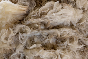 sheep fleece newly shorn