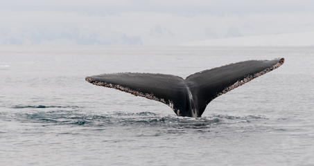 Fototapeta premium Humpback Whale tail flukes encrusted with barnacles, Antarctic Peninsula