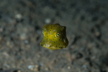 Juvenile Cow Fish