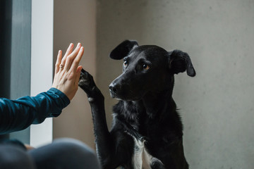 Black rescue dog with saddest eyes gives her owner high five