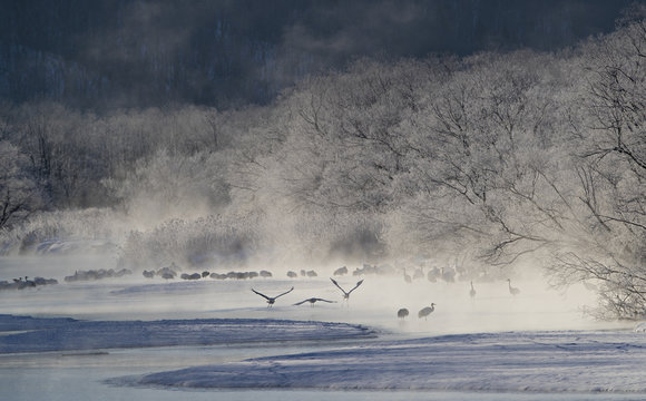 Red-crowned cranes standing in hot spring at sunrise