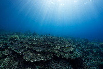 Sunlit Table Corals