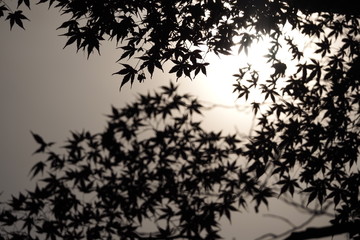 紅葉シルエット