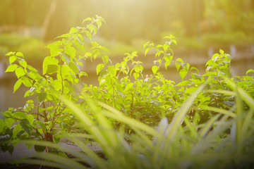 nature view of green leaf. nature background