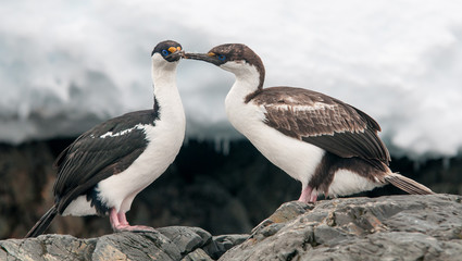 Adult and juvenile Antarctic Shags, Antarctic Peninsula