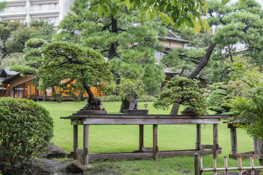 Japan traditional little trees bonsai in garden, among the big trees and lawn