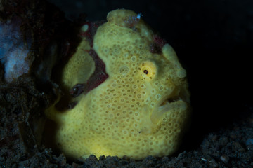 Yellow Painted Frogfish Profile 