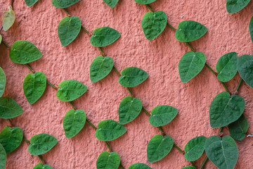 Ivy vine plant green leaf climbing on painted wall with copy space