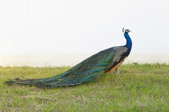 Fototapeta Indian wild peacock (Pavo cristatus). Portrait of a beautiful peacock with feathers out.