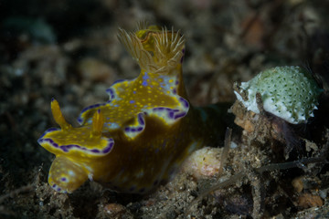 Many Lobed Ceratostoma Nudibranch