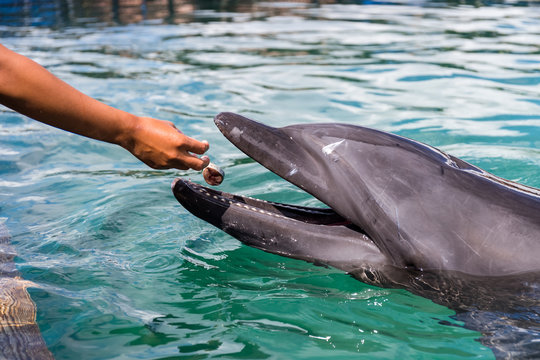 Feed Dolphin after listen to the command