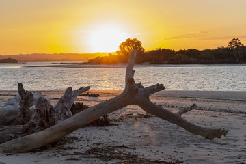 sunburst and tree 