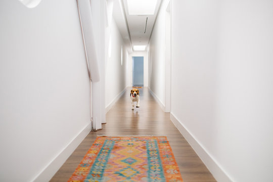 Dog Running On Hallway