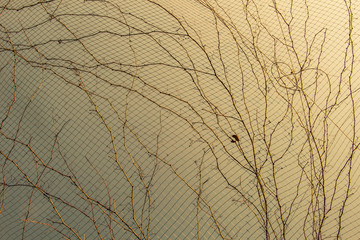 Photo of bright tender offshoot of a tree growing