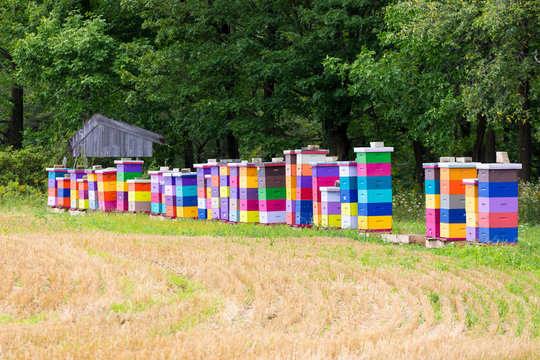Vibrant brightly coloured beehives sitting on a green field