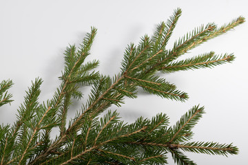 Christmas tree branch