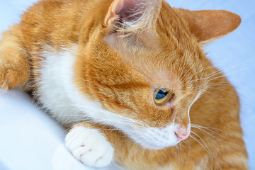 portrait of a ginger cat close up