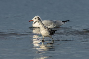 limikole und möwe