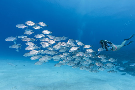 A female diver swimming with school of Jack fish
