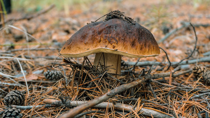 Mushroom