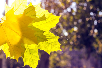 Yellow autumn leaves of a maple on a background of trees. autumn mood.