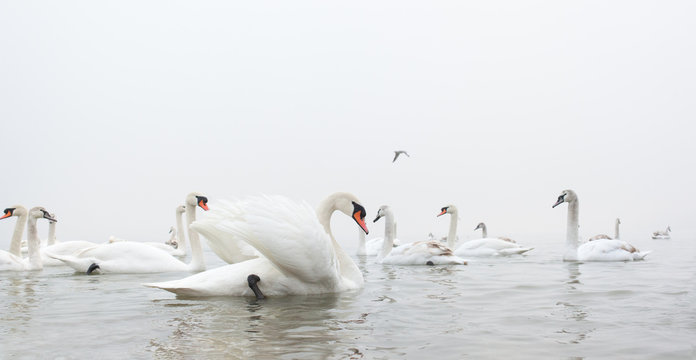 Spent some time with swans during winter