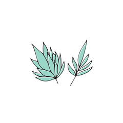 Vector hand drawn seaweeds. Isolated individual objects, algae.