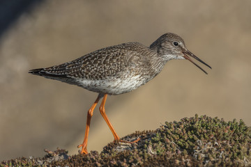 rotschenkel