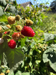 Ripe red and green raspberry berries on a branch in bright sunlight against a green foliage background