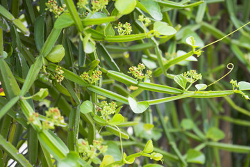 fresh green Cissus quadrangularis plant in nature garden