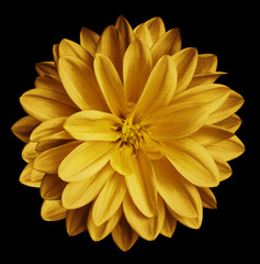 Chrysanthemum flower autumn  yellow on the black isolated background with clipping path  no...