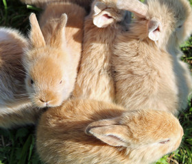 little rabbit with light hair