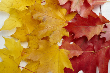 beautiful colorful yellow and red dried autumn leaves on an old wooden table