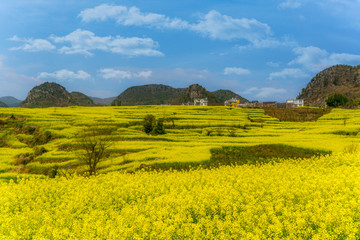 The Yellow Flowers of Rapeseed fields and houses on the hill with blue sky at Luoping, small county in eastern Yunnan, China