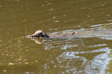 Obraz premium Wasserapport bei Entenjagd