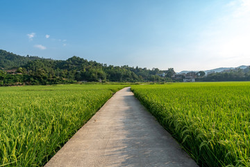 Obraz premium Paddy fields on both sides of the country road