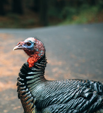 Close up of a large and beautiful wild turkey