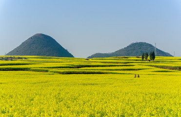 The Yellow Flowers of Rapeseed fields with blue sky at Luoping, small county in eastern Yunnan, China	
