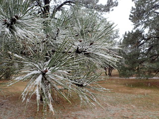 Snow on ponderosa pine