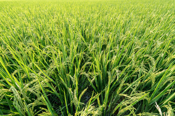 Green rice in paddy field